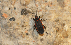 Melacoryphus lateralis