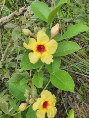 Mandevilla hirsuta