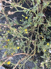 Senecio viscosus