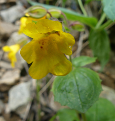 Erythranthe tilingii