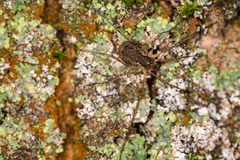 Oligolophus tridens