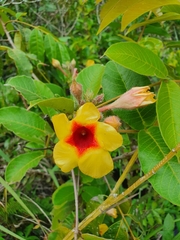 Mandevilla hirsuta