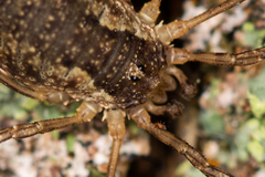 Oligolophus tridens
