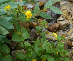 Erythranthe tilingii