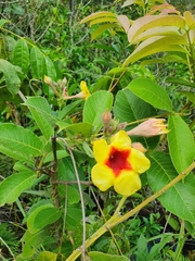 Mandevilla hirsuta