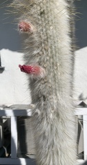 Cleistocactus strausii