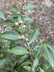 Camellia sasanqua