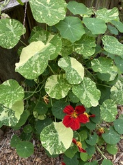 Tropaeolum