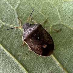 Holcostethus limbolarius