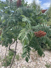 Rhus