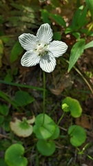 Parnassia asarifolia