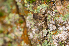 Oligolophus tridens