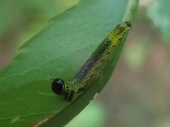 Tenthredinoidea