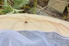 Opiliones