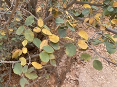 Amelanchier utahensis