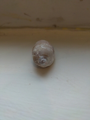 Macrocypraea cervus