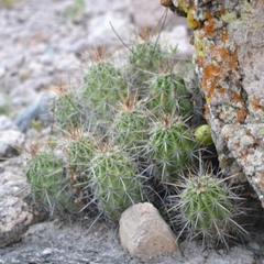 Echinocereus enneacanthus enneacanthus