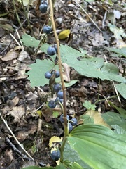 Polygonatum multiflorum