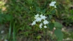 Ageratina aromatica