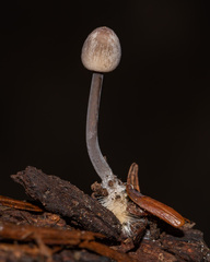 Entoloma