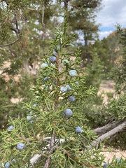Juniperus osteosperma