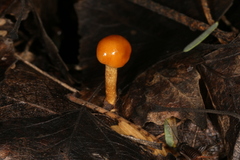 Limacella