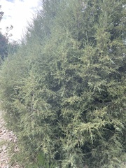 Juniperus scopulorum