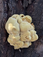 Laetiporus gilbertsonii
