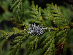 Hypogymnia hultenii