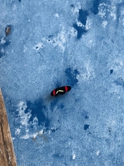 Heliconius erato