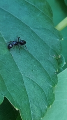 Myrmentoma