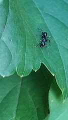 Myrmentoma