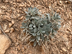 Pseudognaphalium canescens