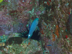 Labroides dimidiatus