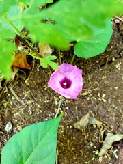 Ipomoea purpurea