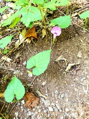 Ipomoea purpurea