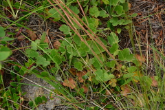Heuchera cylindrica