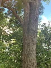 Fraxinus excelsior