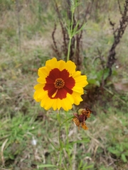Coreopsis tinctoria