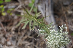 Eupatorium hyssopifolium