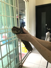 Antrostomus carolinensis