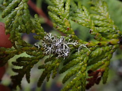Hypogymnia hultenii