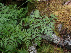 Conioselinum gmelinii