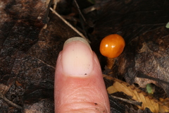 Limacella