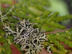 Hypogymnia hultenii