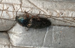 Selatosomus