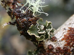 Erioderma sorediatum