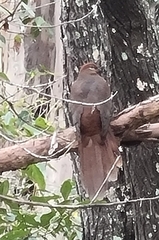 Macropygia phasianella