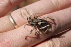 Acanthoproctus cervinus
