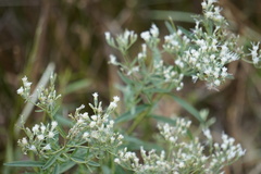 Eupatorium hyssopifolium